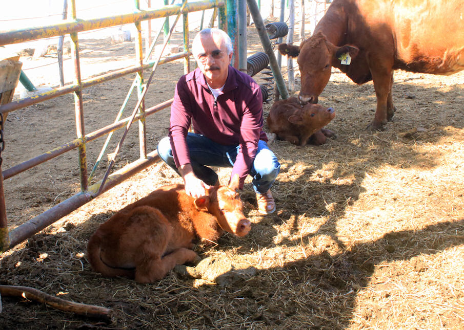 Opera UABCS programa de mejoramiento genético para bovinos cárnicos